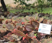 Taman Tematik Gesneriaceae Kebun Raya Cibodas LIPI